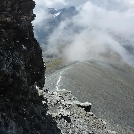 Arnika Montana
