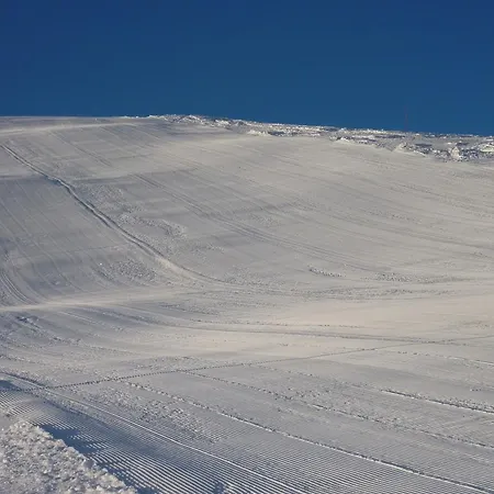 Arnika Montana * Breil/Brigels