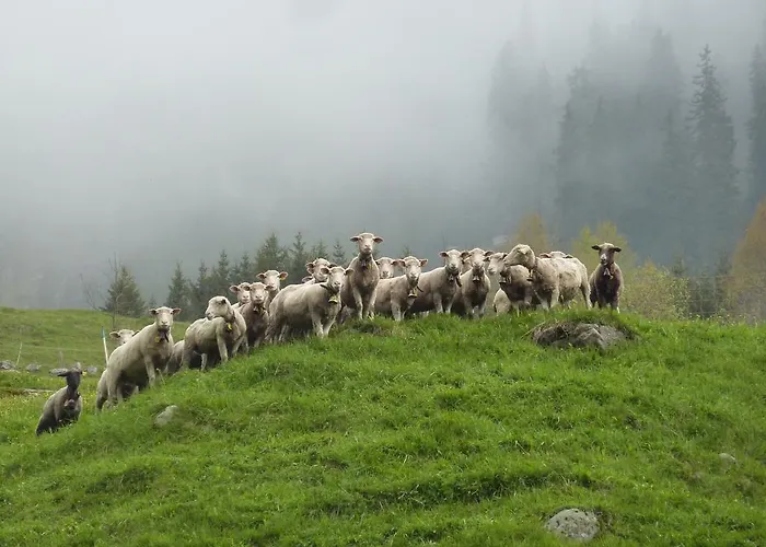 Arnika Montana Breíl