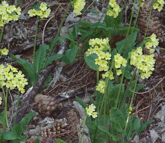 Arnika Montana Tatil Evi Breíl