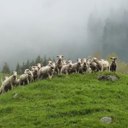 Arnika Montana Breíl