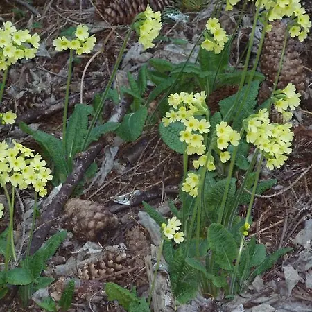 Arnika Montana 度假居 Breíl